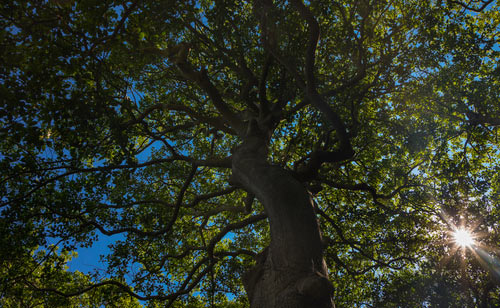 Holly-Tree-in-Sunken-Forest